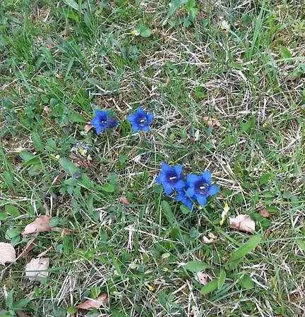 Haus Bader Apartment *